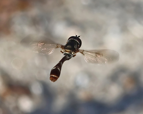 Unknown species found near Jupiter, FL, USA
