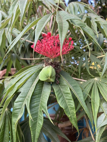 Coralbush (Jatropha multifida)