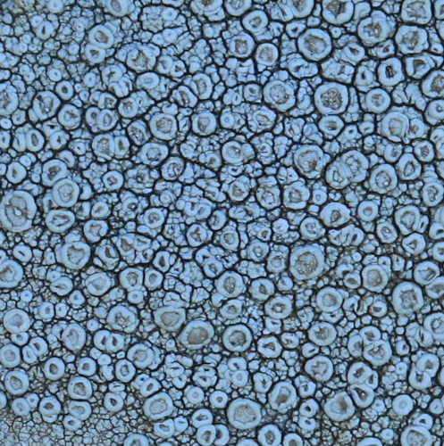 Crawfish Lichen