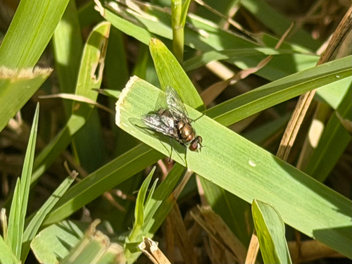 Unknown species found near Lens Dr, Corpus Christi, TX, US