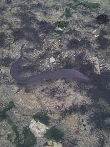 Conger conger