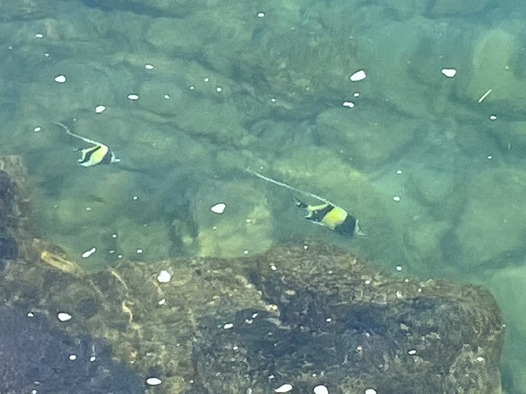 Moorish idol
