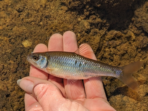 White Shiner