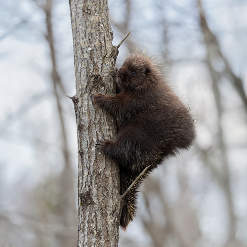 North American porcupine