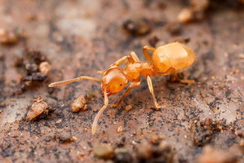 Lasius fallax