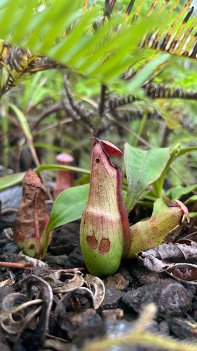 Common Swamp Pitcher-Plant