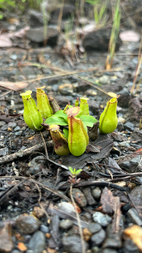 Slender Pitcher-Plant