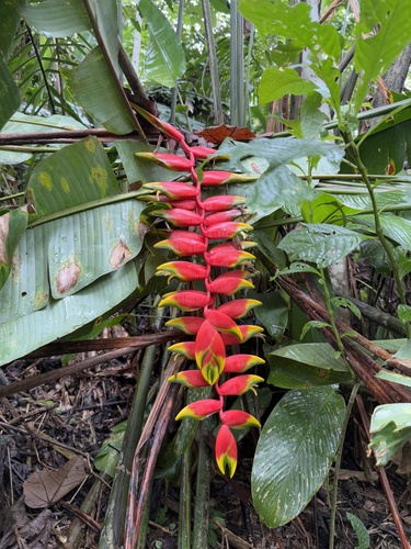 Hanging Lobster Claw Heliconia