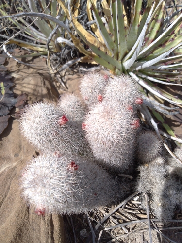 Rat-tail Nipple Cactus