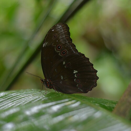 Menelaus Morpho