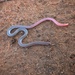Mallee Worm-Lizard - Photo (c) Bruce Edley, all rights reserved, uploaded by Bruce Edley
