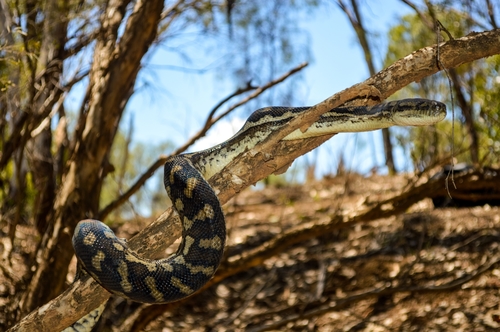 Carpet Python sighting