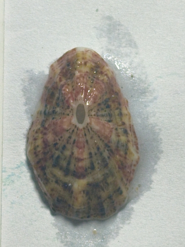 Fissurella microtrema