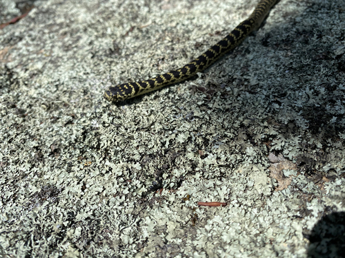 Broad-headed Snake sighting