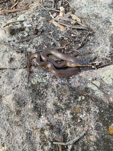 Black-naped Hooded Snake sighting