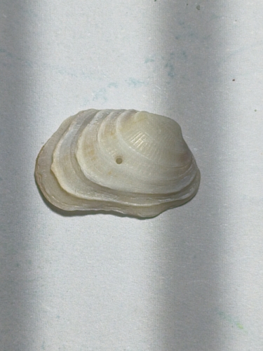 Paphonotia elliptica (Paphonotia elliptica)