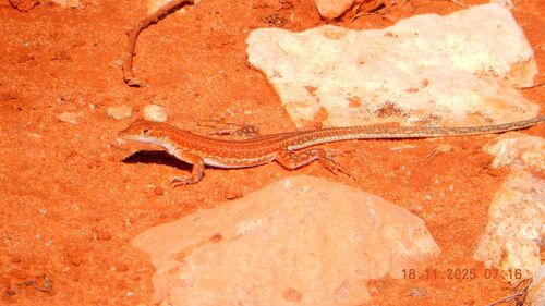 Brenner’s Sand Racer