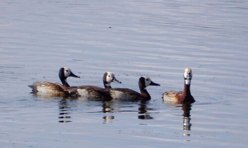 White-faced Whistling-Duck