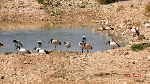 African Sacred Ibis