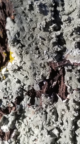 Powder-edged Speckled Greenshield