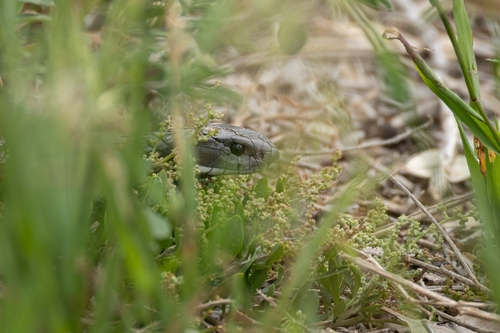 Tiger Snake sighting