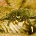 Yellow-footed Hermit Crab - Photo (c) Ian Shaw, all rights reserved, uploaded by Ian Shaw