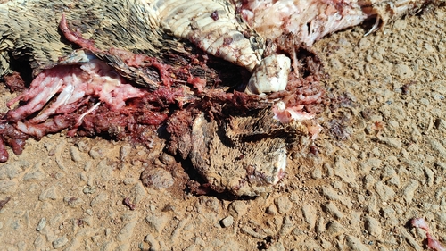 Puff Adder