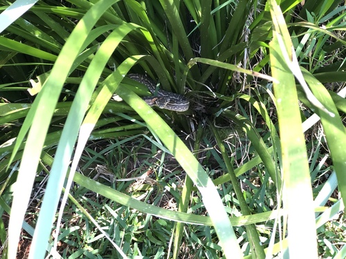 Coastal Carpet Python sighting