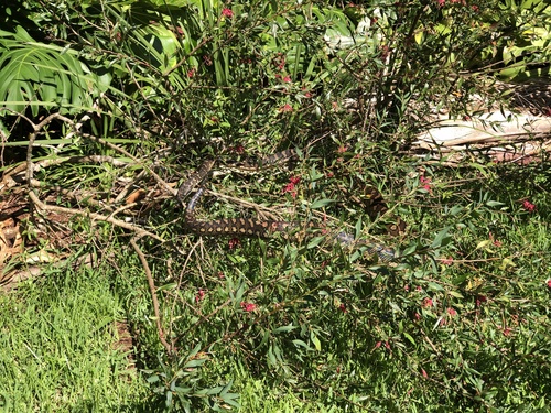 Coastal Carpet Python sighting