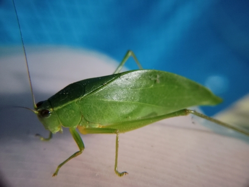 Sympaestria acutelobata