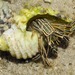 Striped-leg Hermit Crab - Photo (c) Ian Shaw, all rights reserved