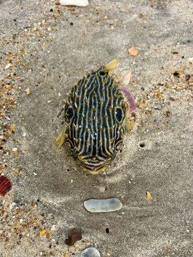 Chilomycterus schoepfii