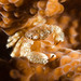 Domecia hispida - Photo (c) Ian Shaw, todos os direitos reservados, uploaded by Ian Shaw