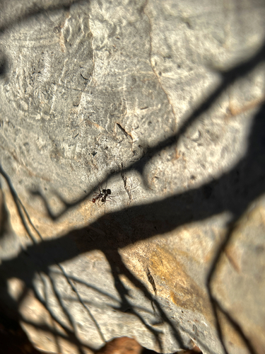 Endiodioctes