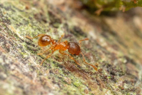 Pheidole perpusillaPheidole perpusilla