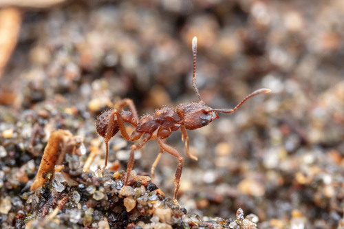 Paratrachymyrmex bugnioniParatrachymyrmex bugnioni