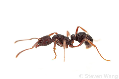 Gnamptogenys striatula