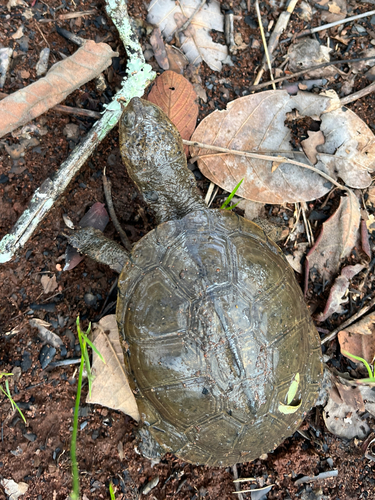 Helmeted Turtle