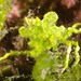Halimeda Crab - Photo (c) Ian Shaw, all rights reserved, uploaded by Ian Shaw