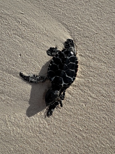 Eretmochelys imbricata