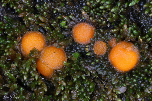 Octospora leucoloma