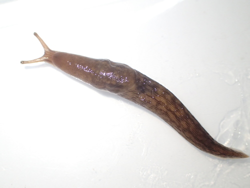 Striped Greenhouse Slug