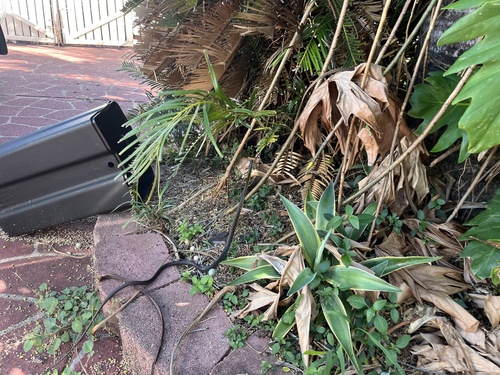 Common Tree Snake sighting