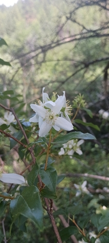 iNaturalist observation 2025-07-06