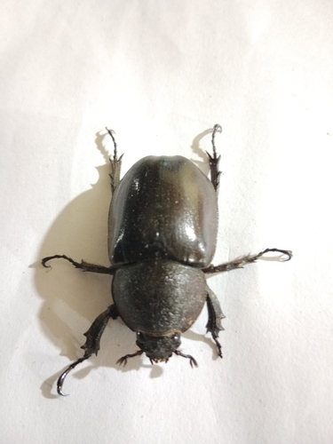 Xylotrupes gideon gideon