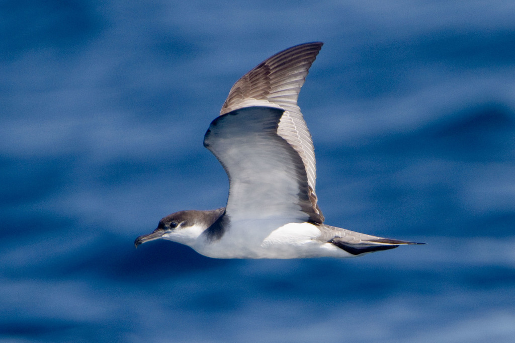 Buller's Shearwater (Ardenna bulleri)