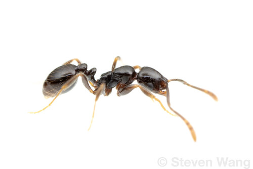 Megalomyrmex driftiMegalomyrmex drifti