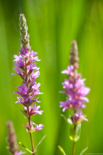 Lythrum salicaria