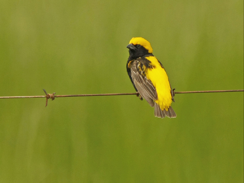 Yellow-crowned Bishop