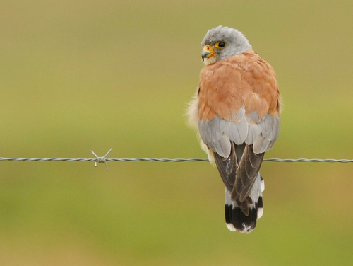 Lesser Kestrel